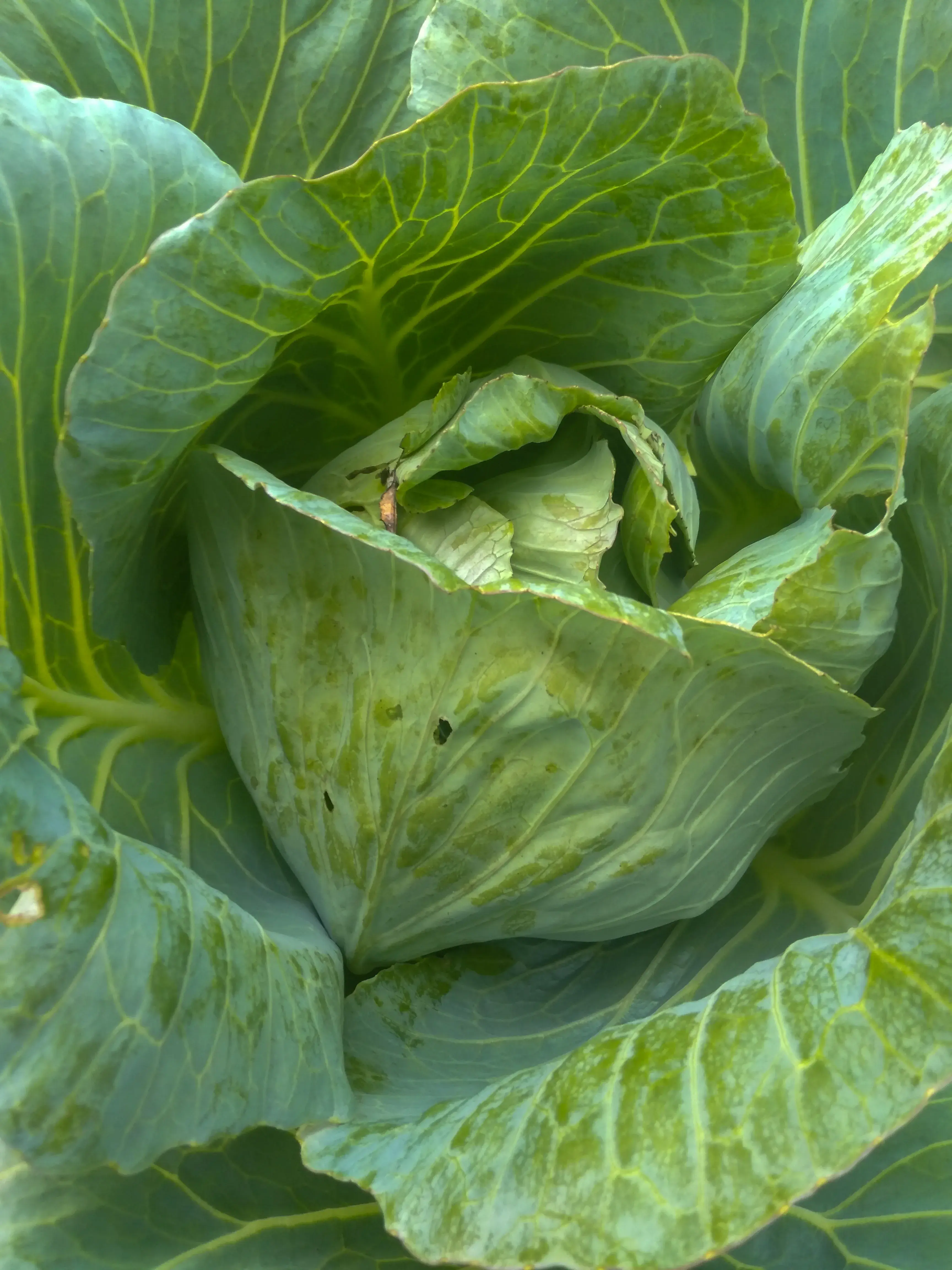 2026 Is the Year Cabbage: The Most Underrated Leafy Green