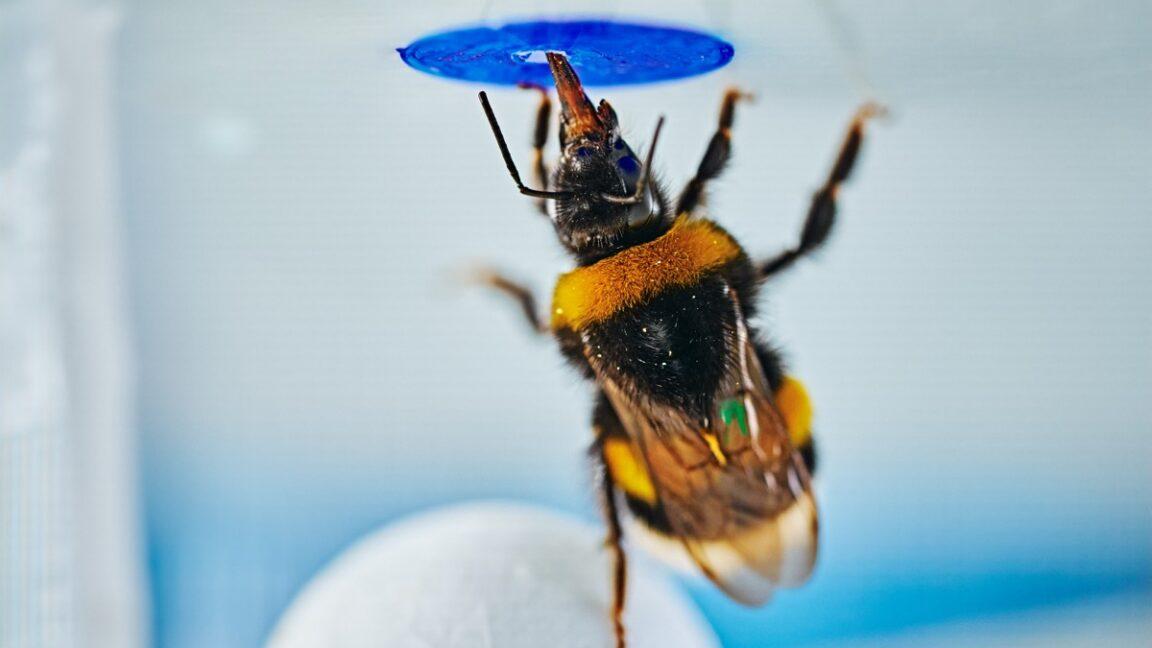 Bumblebees can spontaneously solve problems, study finds
