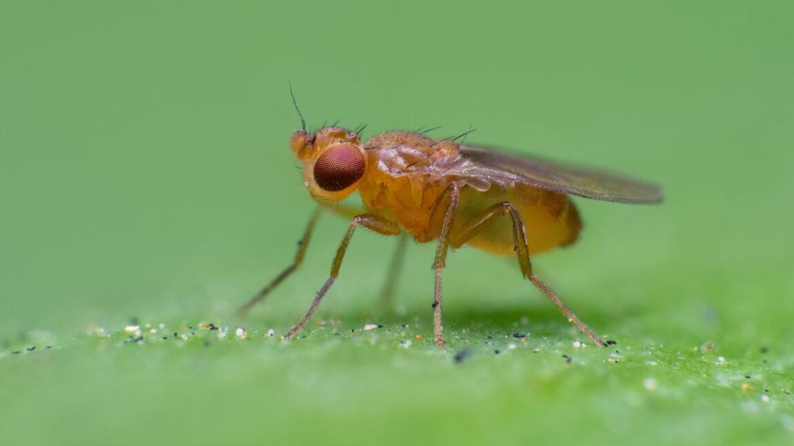How fruit flies chase invisible ribbons of smell to get to their source