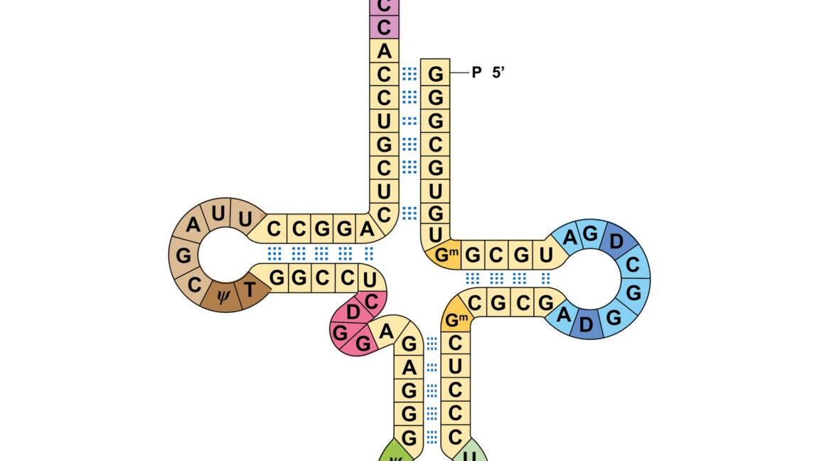 Researchers get two genetic codes to work at the same time