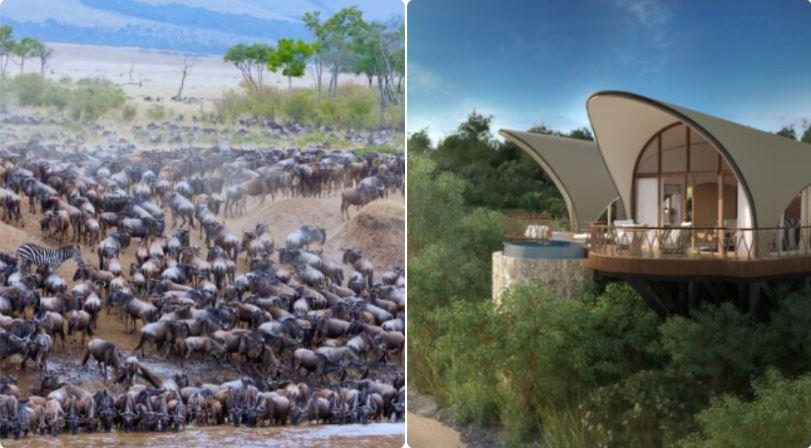Wildebeest Migration Route Vanished After Ritz-Carlton Camp Construction, Petition Claims