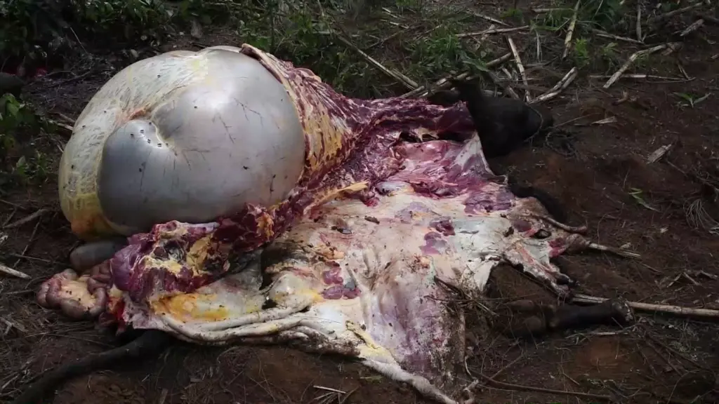 Residents protest rising livestock theft amid insecurity in Molo