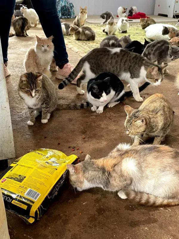 Kenya Turns to Communities as Stray Pet Numbers Strain Shelters and Rescue Systems