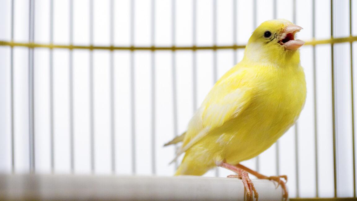 Canadian election databases use "canary traps"—and they work