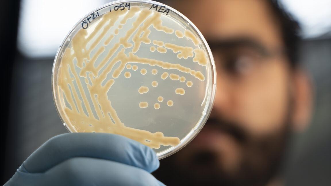 Some ancient microbes frozen with Ötzi the Iceman are still growing