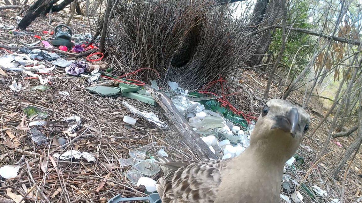 Male bowerbirds prefer to dazzle females with bright human-made items