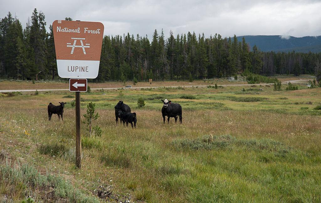 Overhaul of public lands grazing regulations seeks to cut public involvement