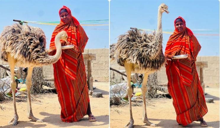 “She Is Part of My Family”: Wajir Woman’s Bond With Rescued Ostrich Ends in Emotional Goodbye