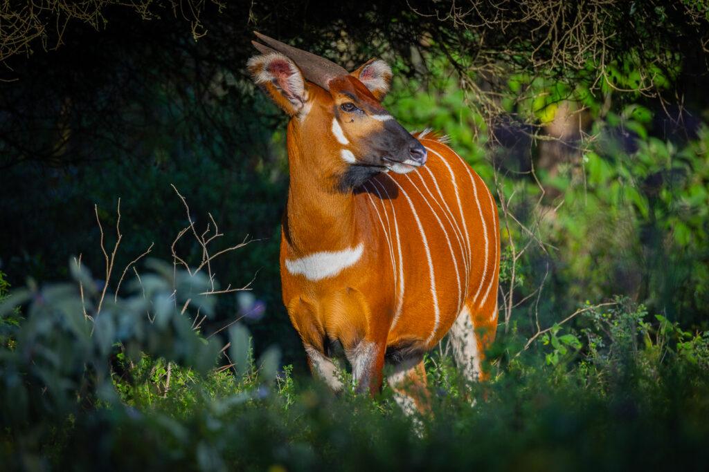 Using the Lens to Save the Mountain Bongo: A Species on the Brink of Extinction